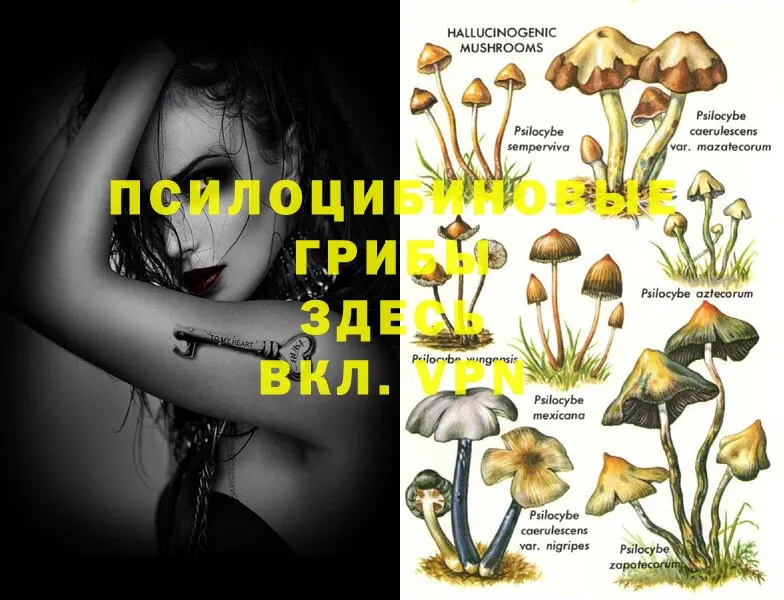 даркнет наркотические препараты  Клинцы  Галлюциногенные грибы MAGIC MUSHROOMS 